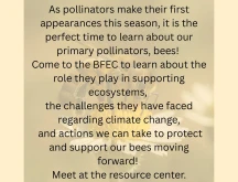 BFEC - Bees!