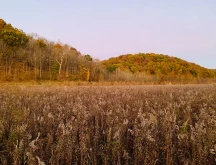 Bat Nest Park