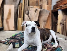 Chester Custom Woodworks