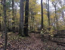 Knox Woods State Nature Preserve