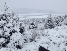 Woodridge Tree Farm
