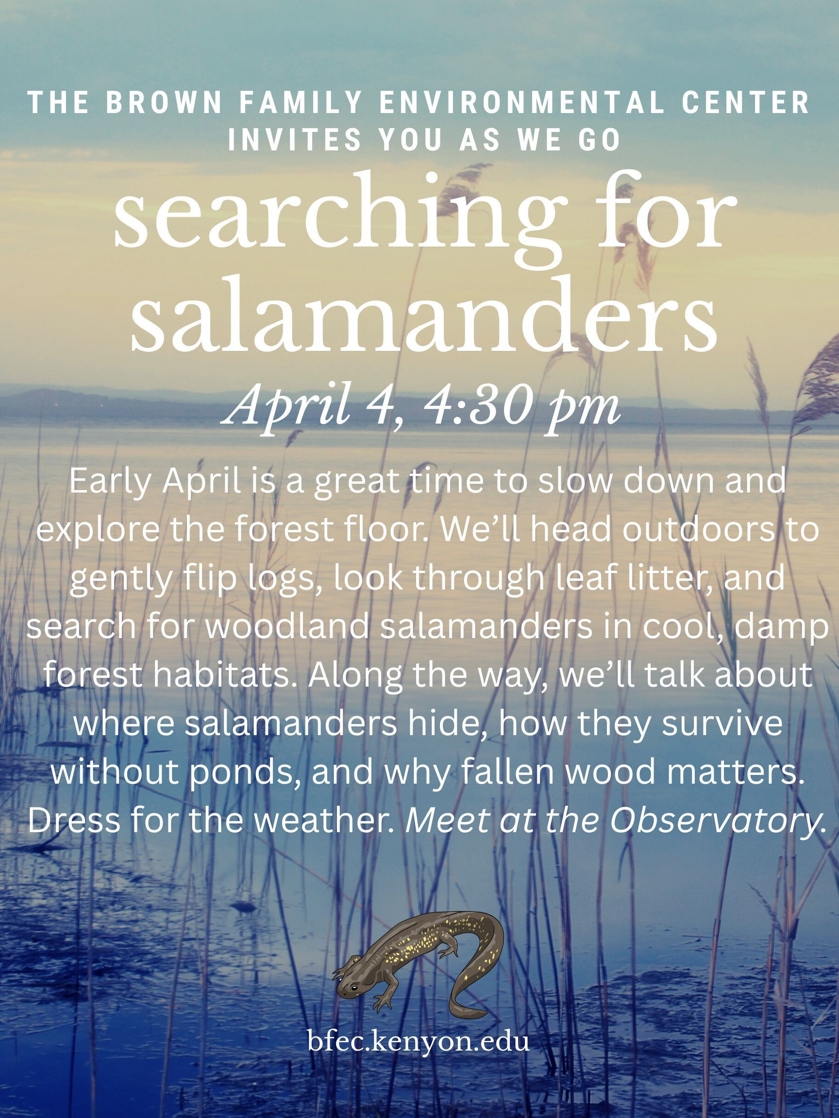 Searching for Salamanders