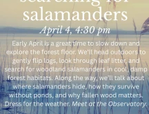 Searching for Salamanders