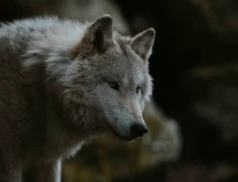 Wolf Photograph From Ohio Candid Center.